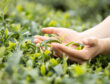 Hands protecting tea leaves in spring