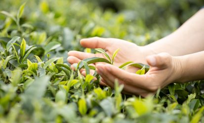 Hands protecting tea leaves in spring