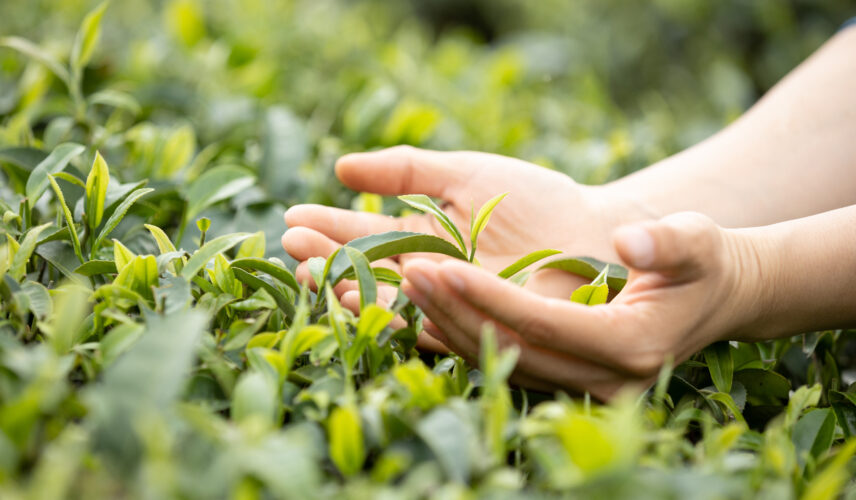 Hands protecting tea leaves in spring