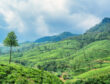 Scenic view of tea plantation in mountain region of Sri Lanka