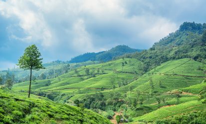 Scenic view of tea plantation in mountain region of Sri Lanka