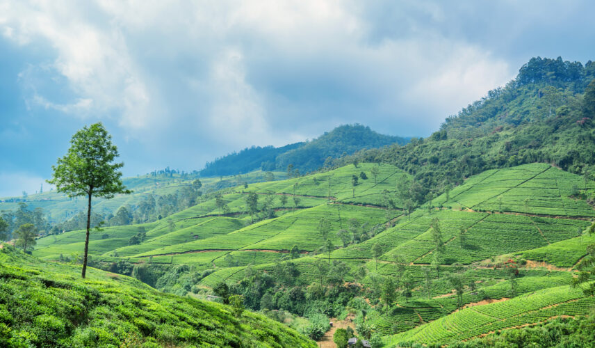 Scenic view of tea plantation in mountain region of Sri Lanka